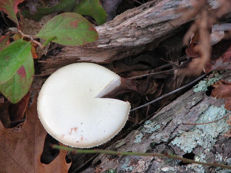 2008-10-08_Francis_Carter_Preserve 031.jpg